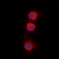 Anti-PPP2CA Antibody