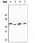 Anti-CD226 Antibody