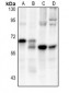 Anti-CD127 Antibody