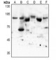 Anti-STAT3 (AcK87) Antibody