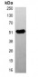 Anti-Beta2A-tubulin Antibody