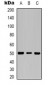 Anti-Beta3-tubulin Antibody