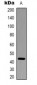 Anti-Beta-actin Antibody-HRP labled