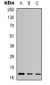 Anti-active Caspase 3 Antibody