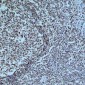 Anti-Cleaved PARP1 Antibody