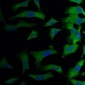Anti-eIF4AI Antibody