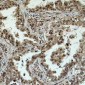 Anti-eIF4AI Antibody