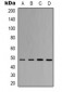 Anti-eIF4AI Antibody