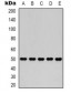 Anti-Fumarase Antibody