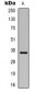 Anti-GAPDH Antibody-HRP labled