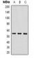 Anti-MICU1 Antibody