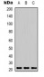 Anti-Peroxiredoxin 1 Antibody