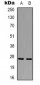 Anti-Swiprosin-2 Antibody