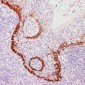 Anti-Cytokeratin 15 Antibody