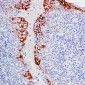 Anti-MUC1 Antibody