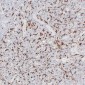 Anti-CD163 Antibody