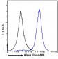 Goat Anti-IRF4 (aa393-407) Antibody