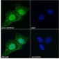 Goat Anti-HOXD13 Antibody