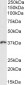 Goat Anti-HOXD13 Antibody