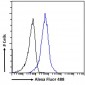 Goat anti-ACE2 (N Terminal) Antibody