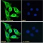 Goat anti-TLR4 / CD284 Antibody