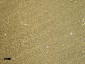 Goat anti-CTGF Antibody