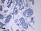 Goat anti-ACE2 (N Terminal) Antibody