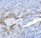 Recombinant PD-L1 antibody [AC37]