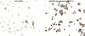 Recombinant PD-L1 antibody [AC37]