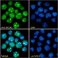 Goat Anti-NCOR1 Antibody