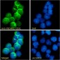 Goat Anti-PECAM1 / CD31 (aa218-231) Antibody