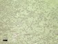 Goat Anti-PECAM1 / CD31 (aa218-231) Antibody