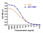 ACE2 Antibody (HRP)