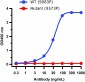 SARS-CoV-2 (COVID-19) Spike 26P Antibody [1C3H9]