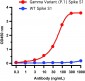 SARS-CoV-2 (COVID-19) Spike P26S (Gamma Variant) Antibody [5G12G11]