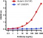 SARS-CoV-2 (COVID-19) Spike P26S (Gamma Variant) Antibody [5G12G11]