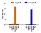 SARS-CoV-2 (COVID-19) Spike P26S (Gamma Variant) Antibody [5G12G11]