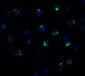 TMPRSS2 (CT) Antibody