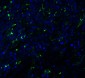 TMPRSS2 (IN) Antibody