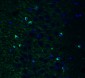 TMPRSS2 (IN) Antibody