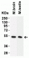 TMPRSS2 (IN) Antibody