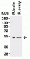 TMPRSS2 (IN) Antibody