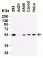 TMPRSS2 (IN) Antibody