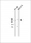 p27Kip1(S10) Antibody