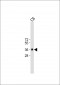 CCND1 Antibody