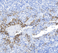 Recombinant PD-L1 antibody [BK58]
