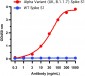 SARS-CoV-2 Spike P681H Antibody [7C11H11] (Omicron, Alpha Variant)