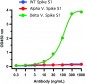 SARS-CoV-2 (COVID-19) Spike P681R Antibody [5H4C5] (Delta Variant)