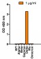 SARS-CoV-2 (COVID-19) Spike P681R Antibody [7E3C5] (Delta Variant)