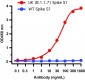 SARS-CoV-2 Spike P681H Antibody (Alpha, Mu Variant)